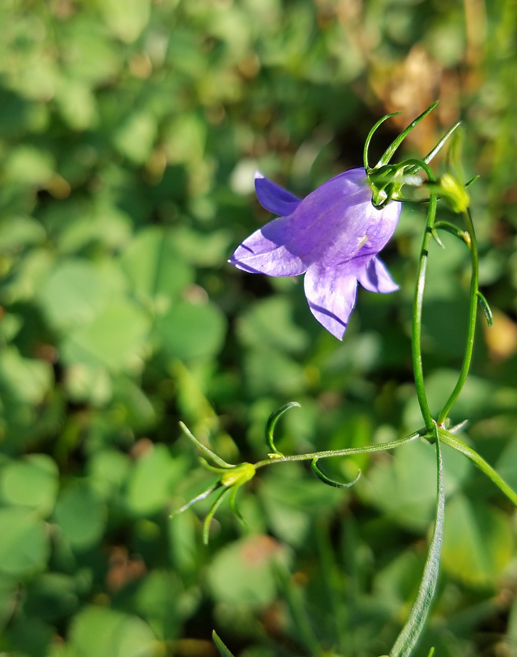 Color Your World – Mountain&nbsp;Meadow