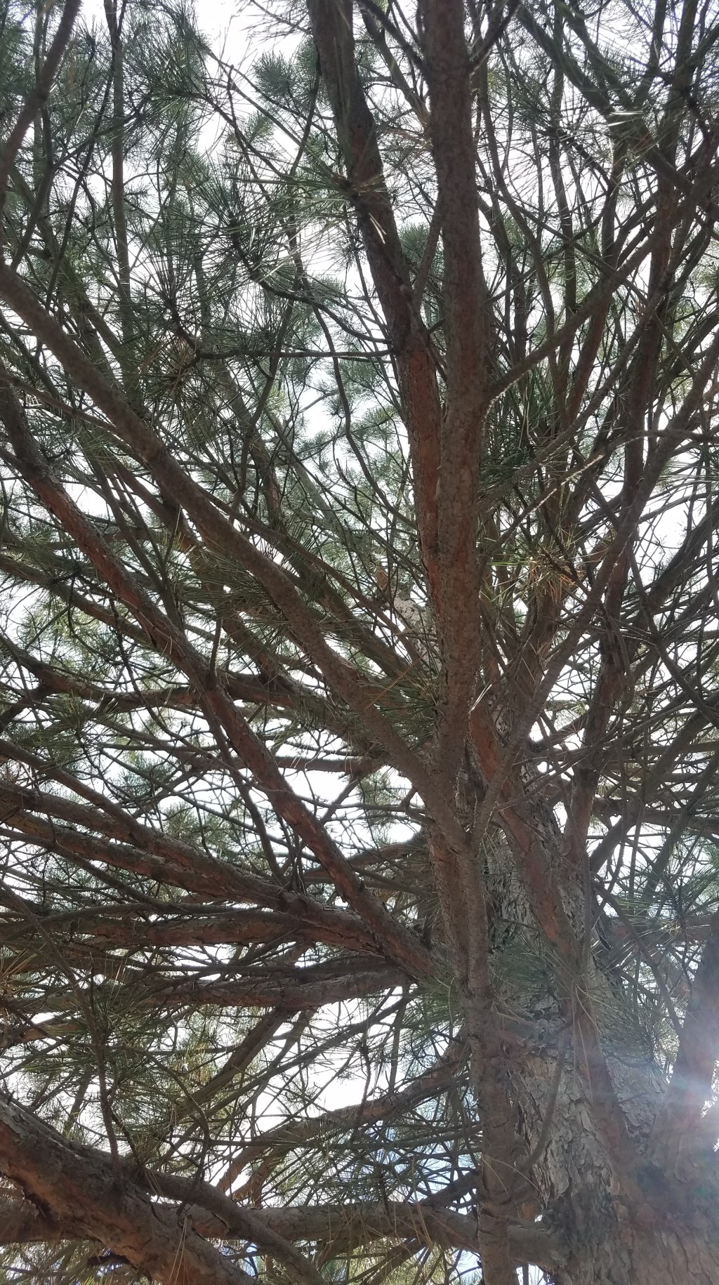 Daily Prompts: Branch