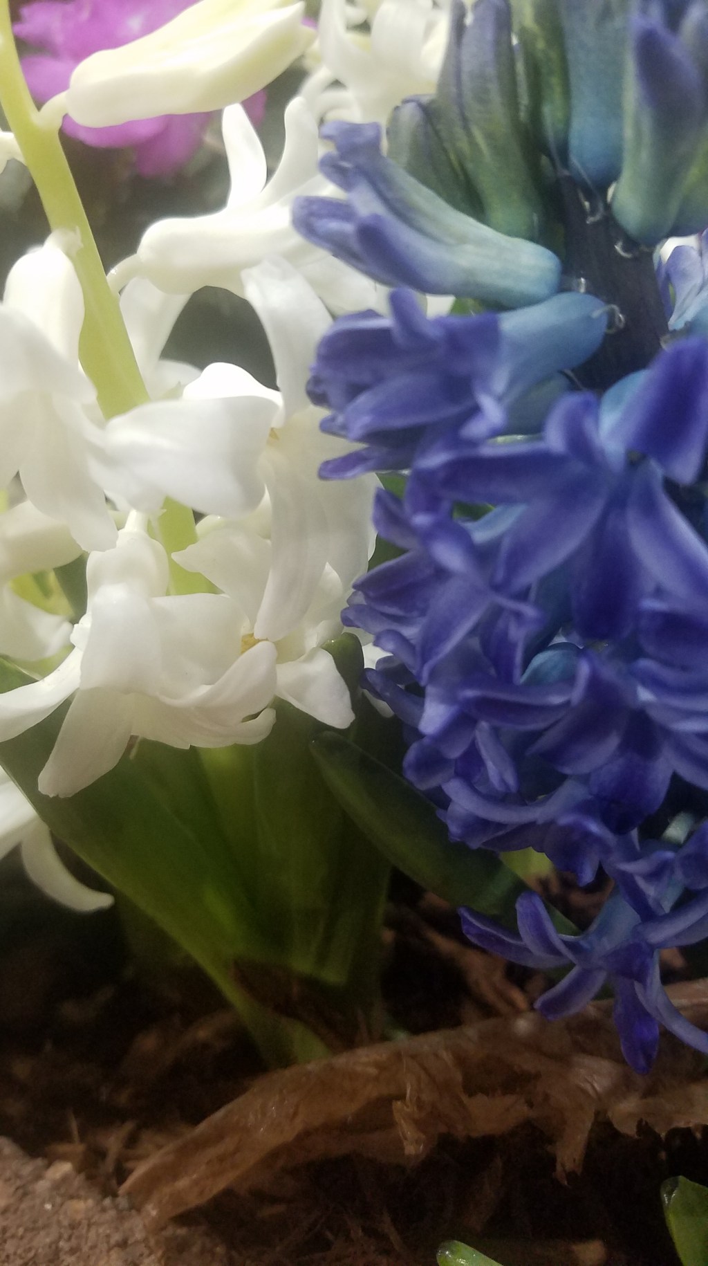 Flower of the Day – March 28,&nbsp;2018