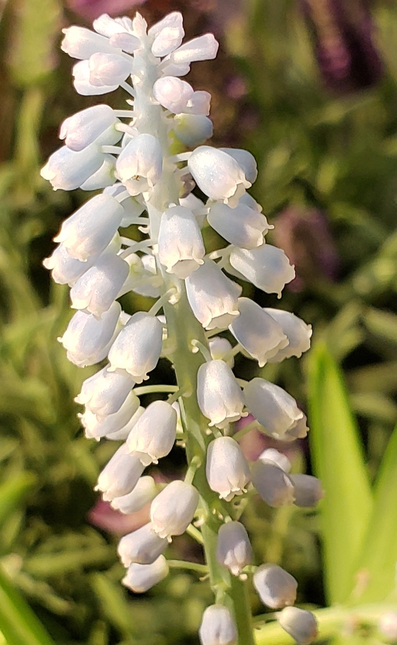 Flower of the Day – March 17,&nbsp;2018