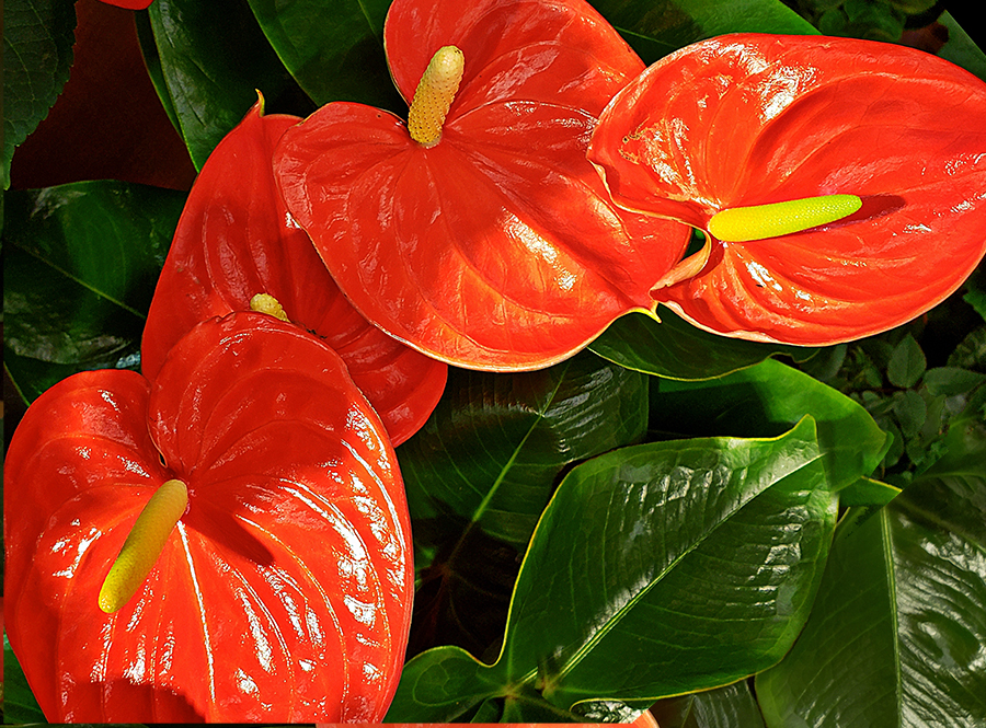 365 Photo – A Photo A&nbsp;Day