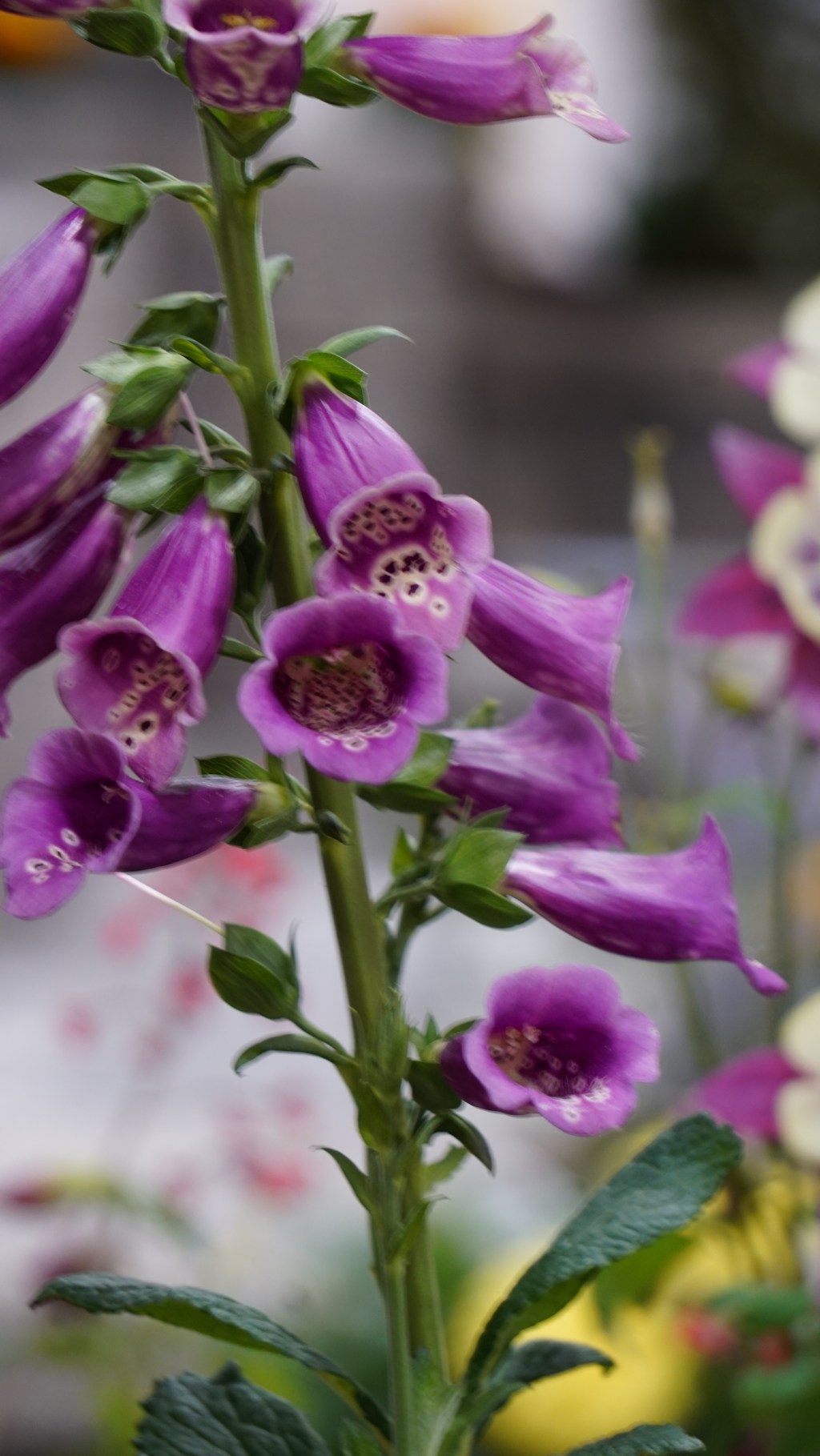 Flower of the Day – March 22,&nbsp;2018