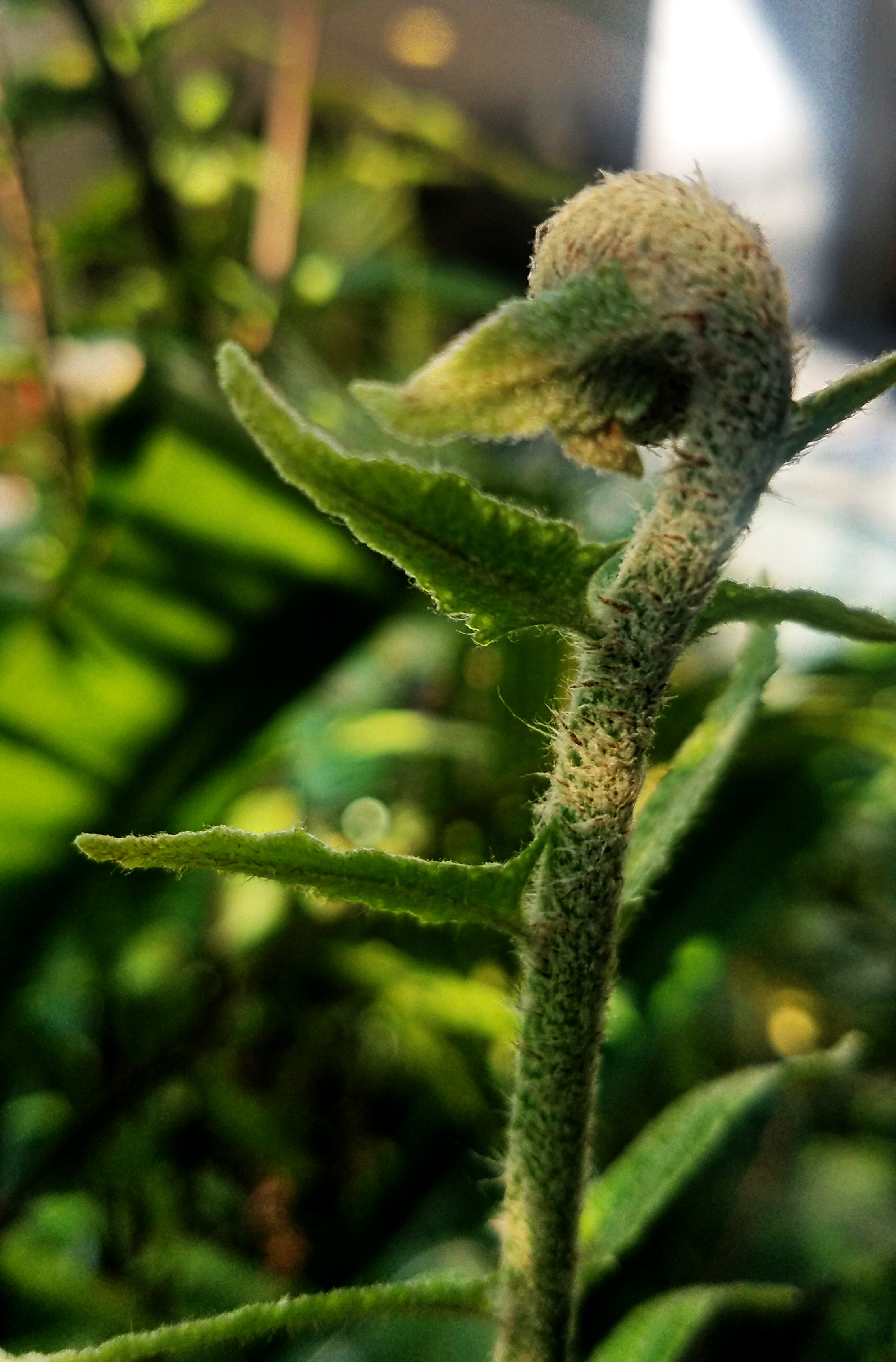 fern-growth-20171104_122409A