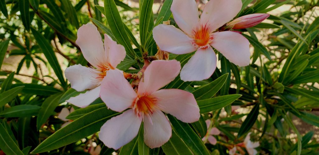 Flower of the Day – March 31,&nbsp;2018