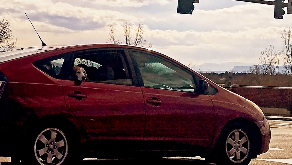 365 PROJECT  – A PHOTO A&nbsp;DAY-3/12