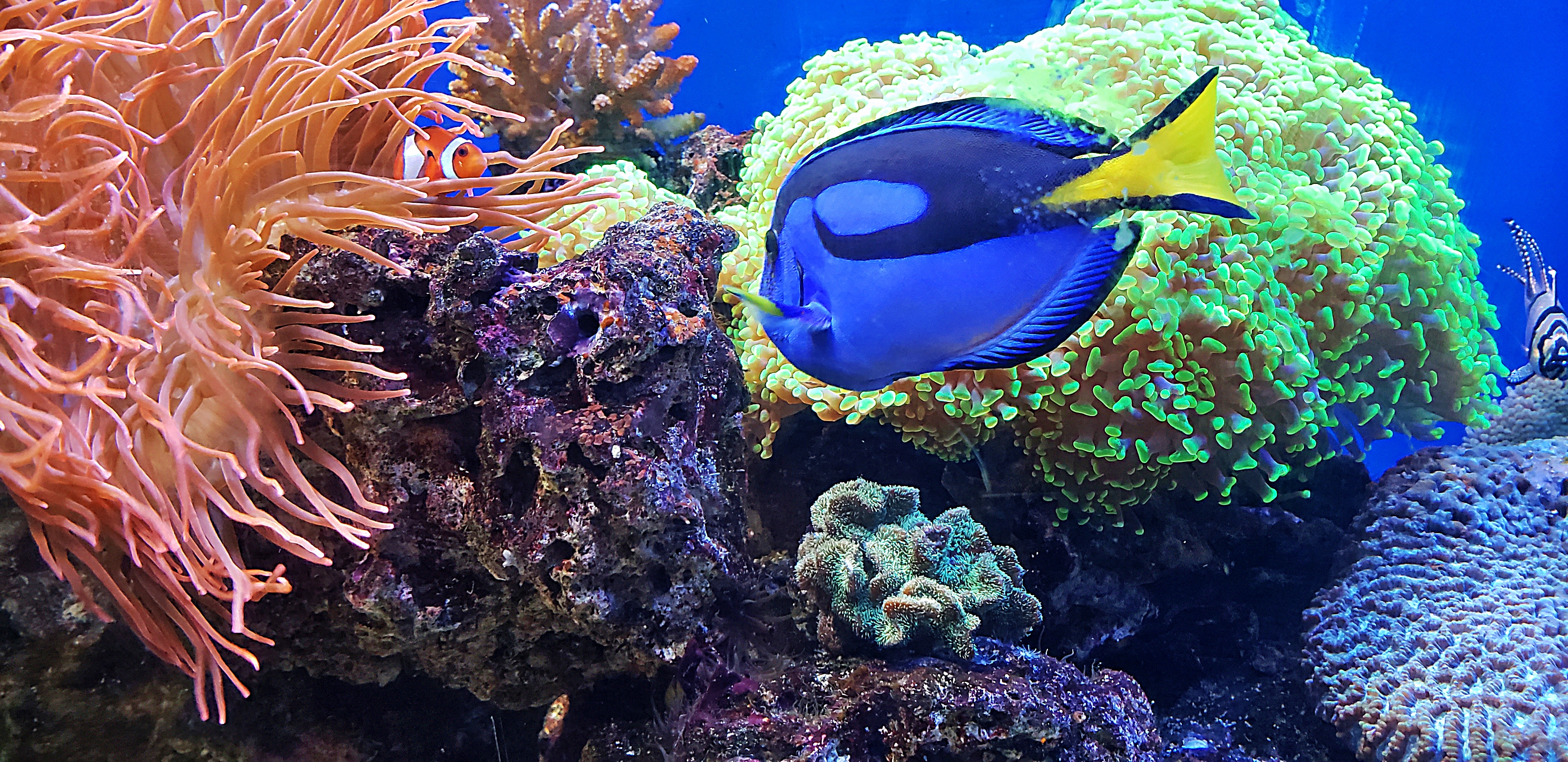 00-aquarium-20180429_142213_A