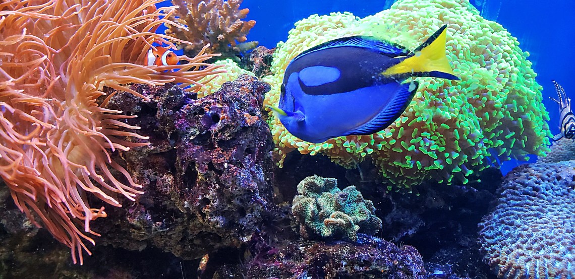 00-aquarium-20180429_142213_A