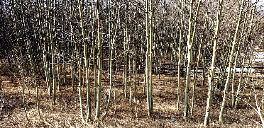 Sunday Trees – Colorado&nbsp;Aspens