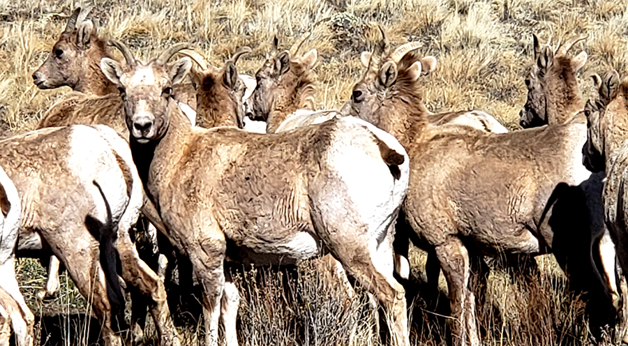 00-bighornsheep-20180411_163914_A900