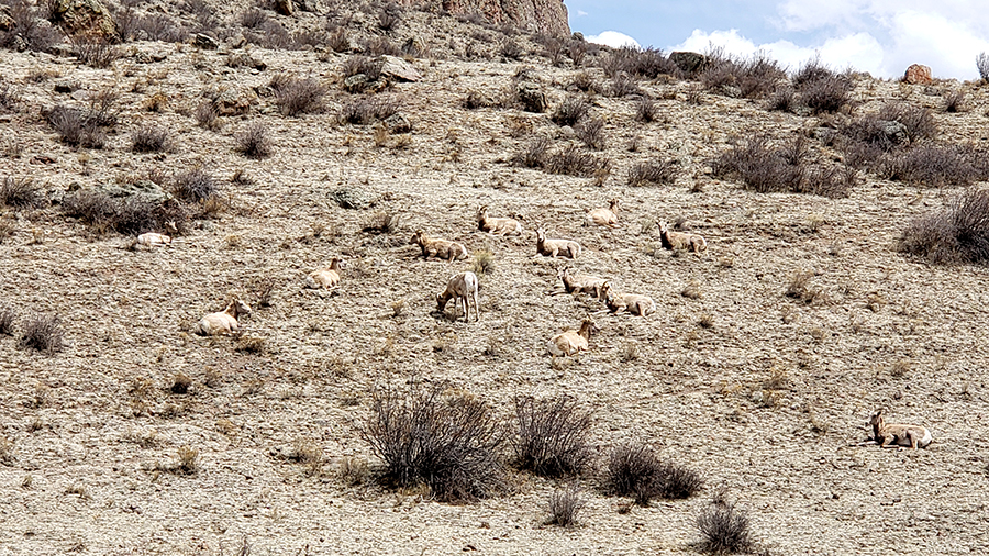 00-BighornSheep-CreedeColorado-20180412_133103_A900
