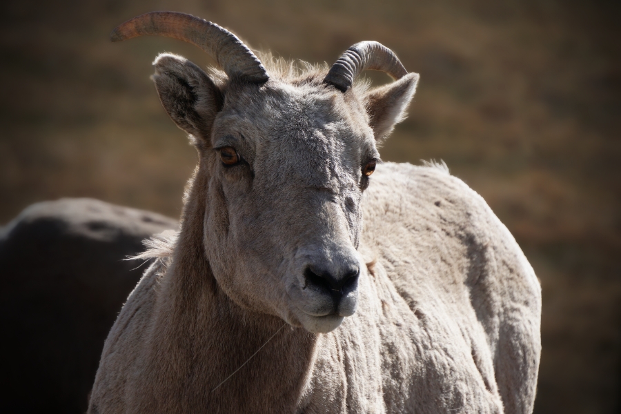 00-BigHornSheep-DSC05275_A900