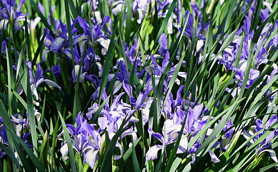 Share Your World – April 30,&nbsp;2018