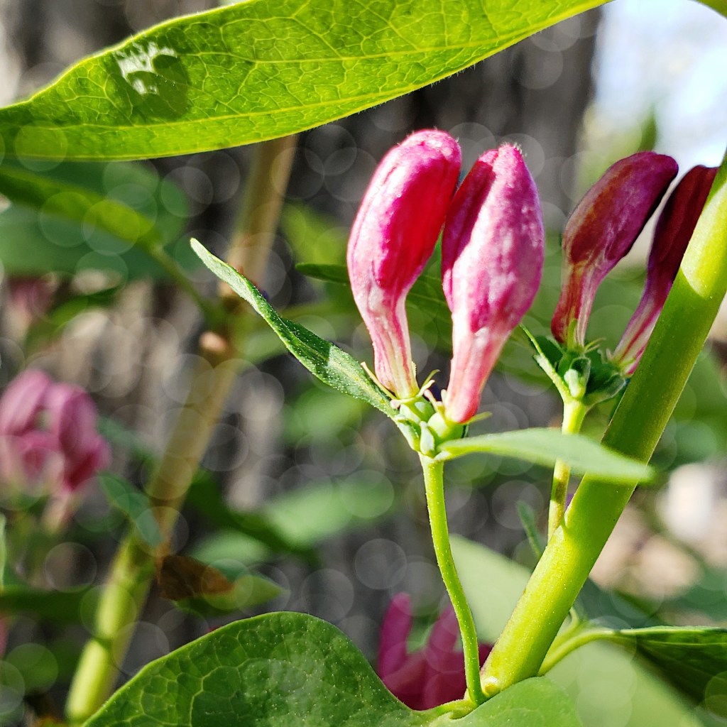 Flower of the Day – April 26,&nbsp;2018