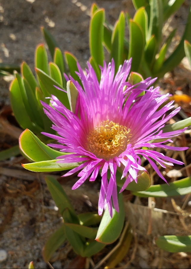 00-cactusflower-1-20180331_170100_A900