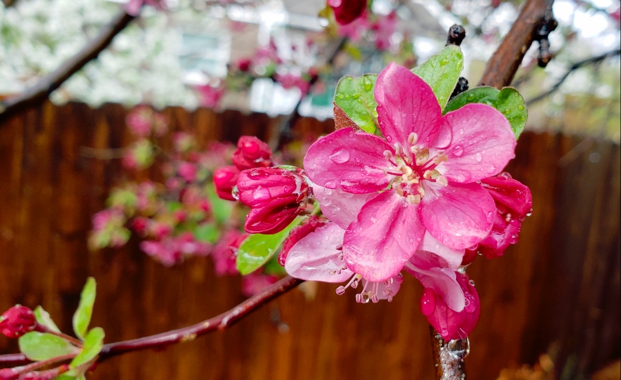 365 Project A Photo a Day – Rainy&nbsp;Day