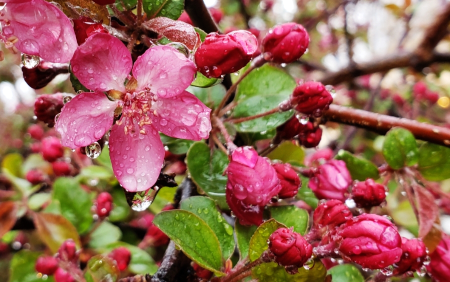 00-crabapple3-diagonal-20180420_175414_C900