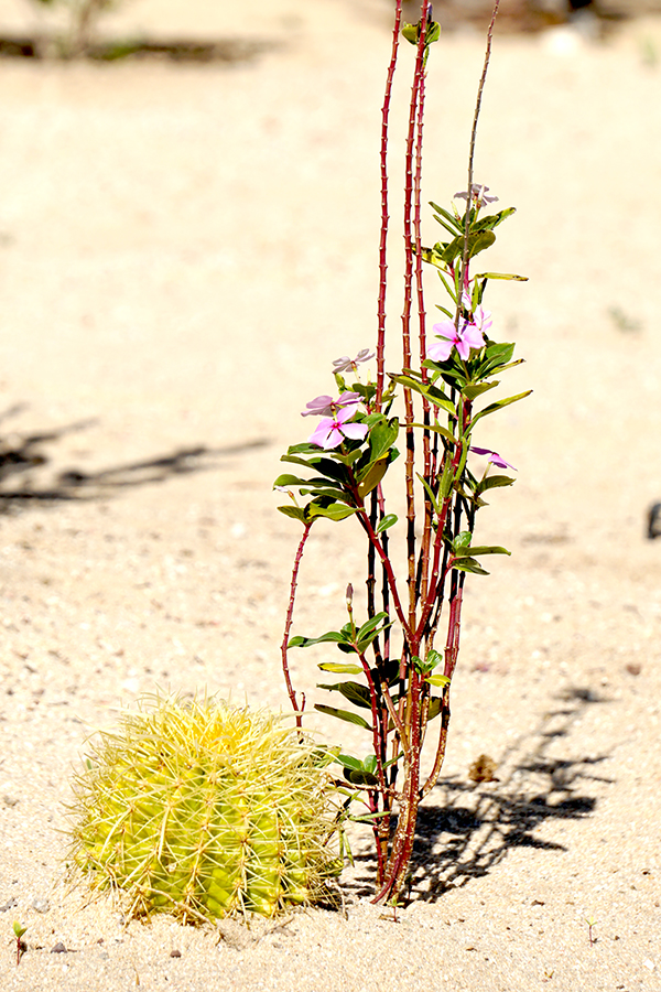 00-desertsand-Cabo-dsc04869_3A900