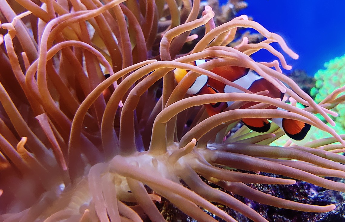 00-dory-20180429_142233_A