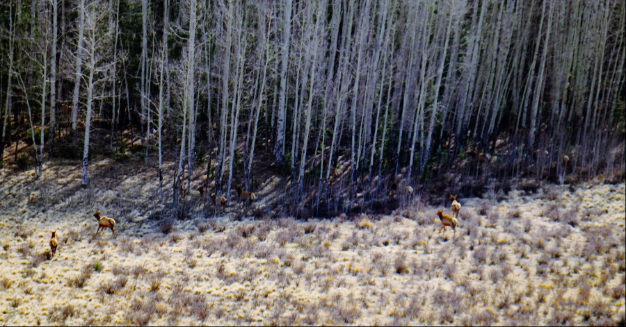 00-Elk-herd-forest-DSC05266_A900