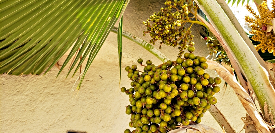 00-fruitofthepalm-tree-20180404_161620_A900