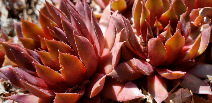 00-hensnchicks-0180426_154820_A900