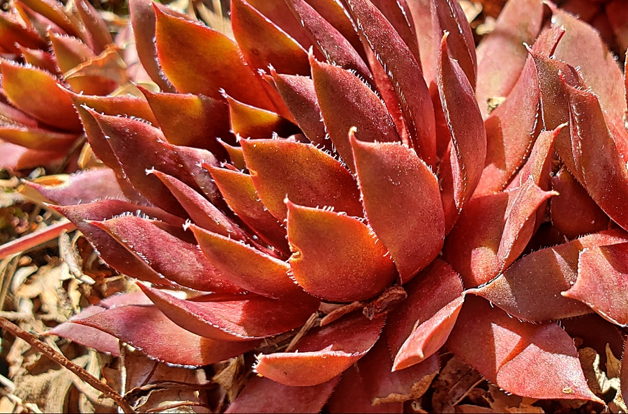 00-hensnchicks-20180426_154753_39917469380_o_A900