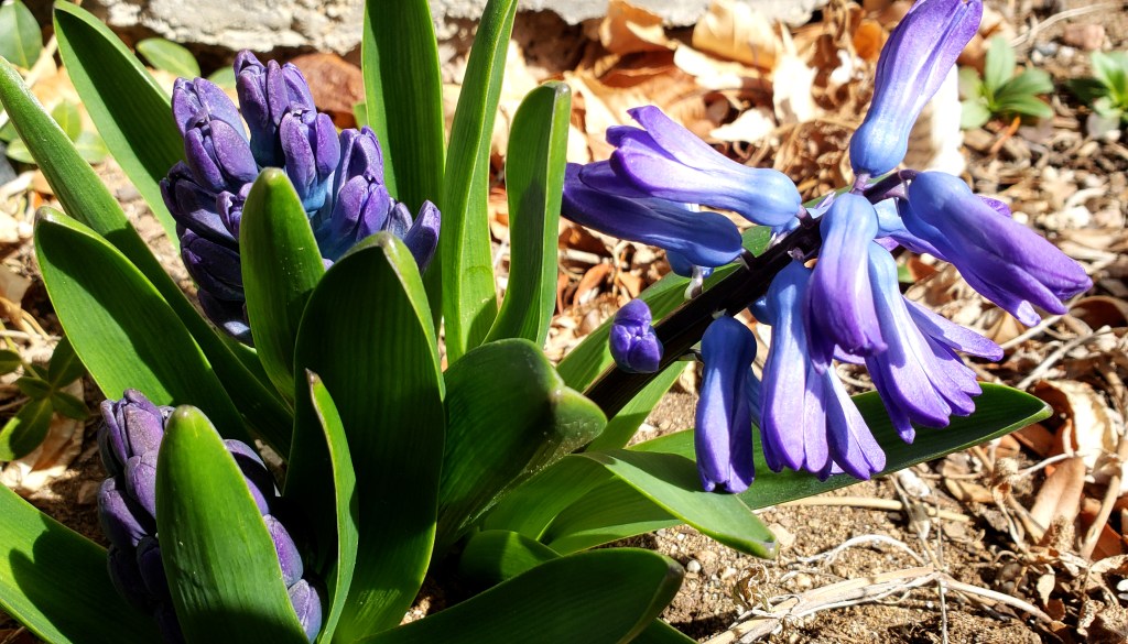 Flower of the Day, April 7, 2018 –&nbsp;Hyacinth