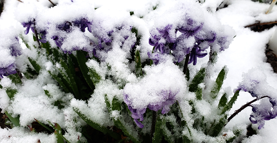 00-hyacinthinthesnow-26733850027_A900