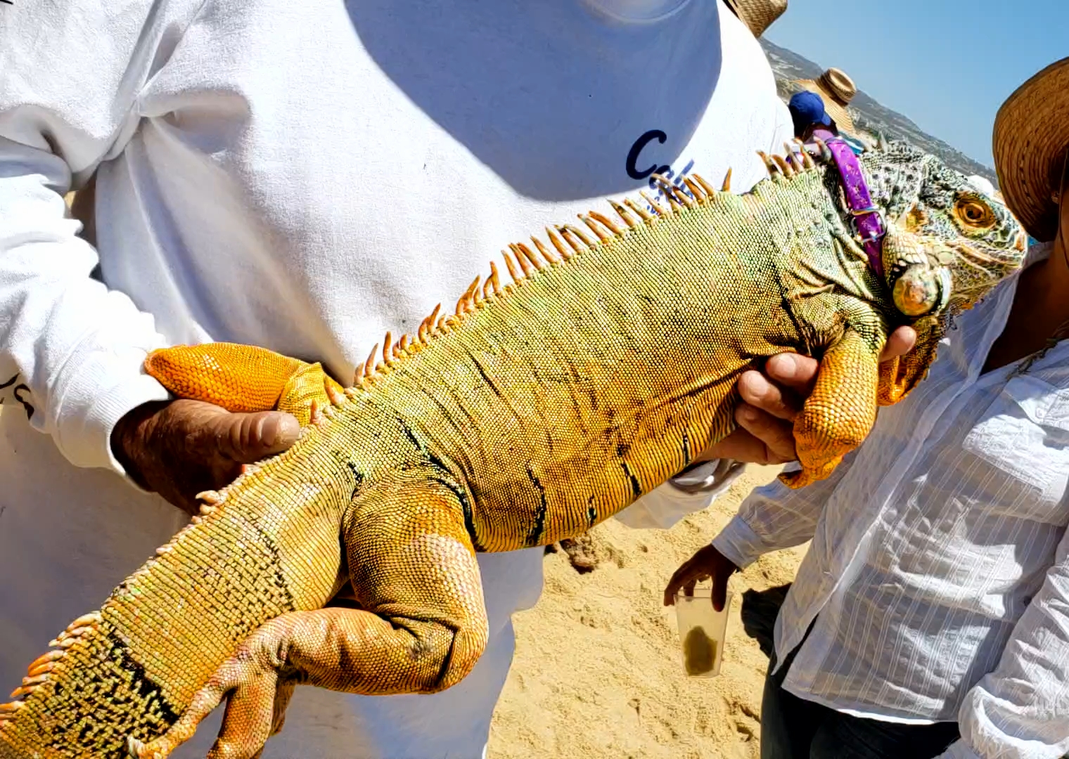 00-iquana-beachvisitor-20180402_130518_A