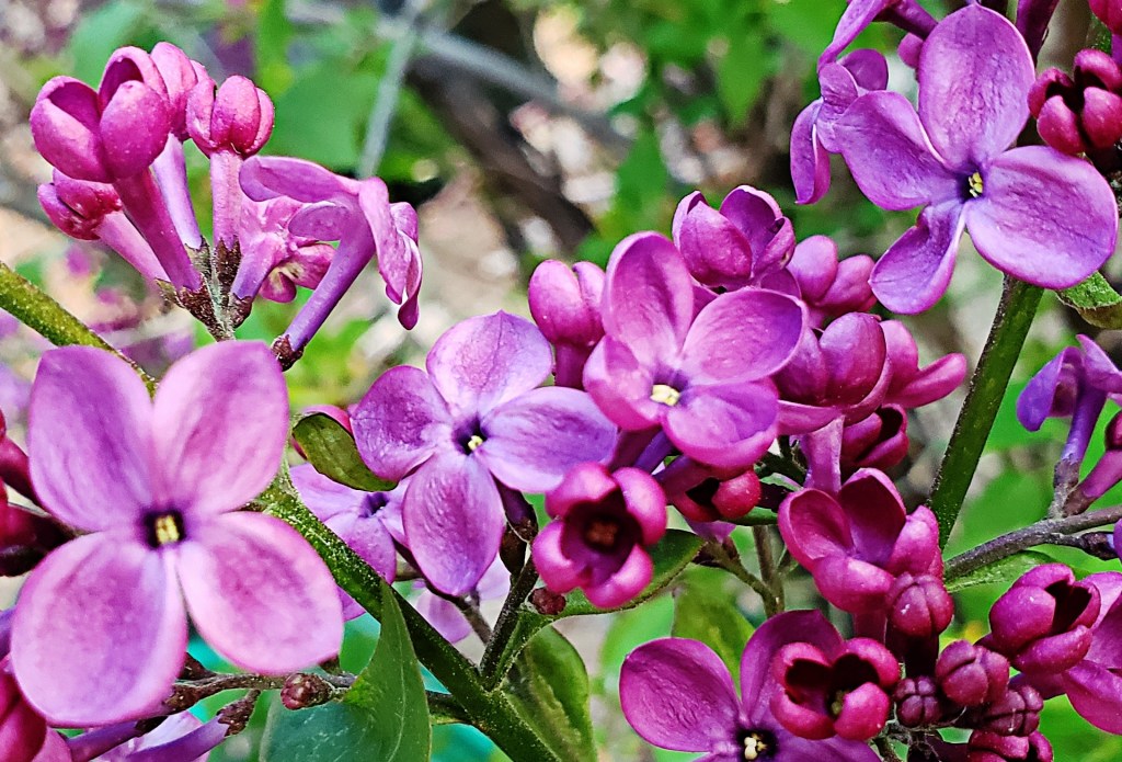 365 Project A Photo a Day –&nbsp;Lilacs