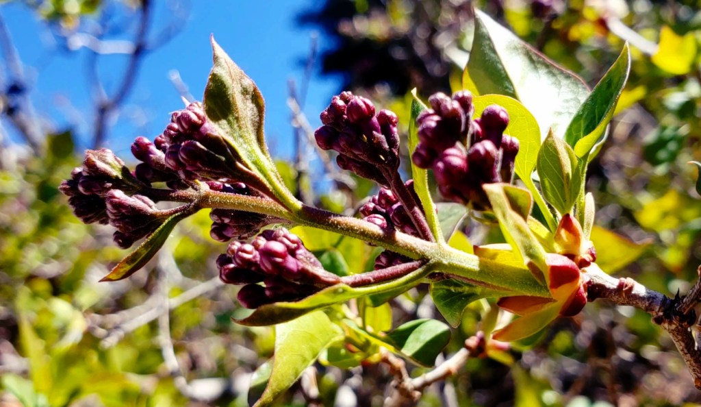 Flower of the Day – April 17, 2018 – Spring&nbsp;Buds