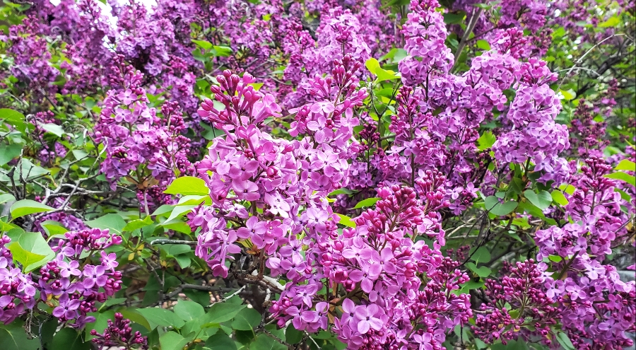 365 Project A Photo a Day – Lilacs in Full&nbsp;Bloom