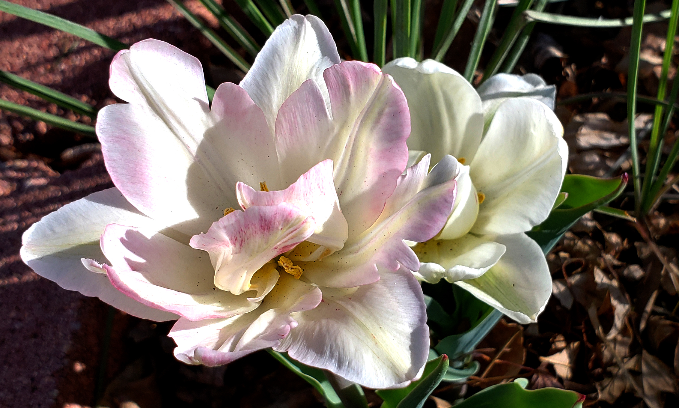 00-newtulips-41617747572