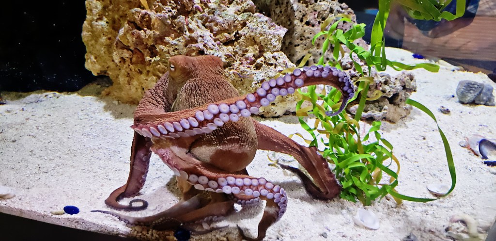 Critter Photography – Octopus