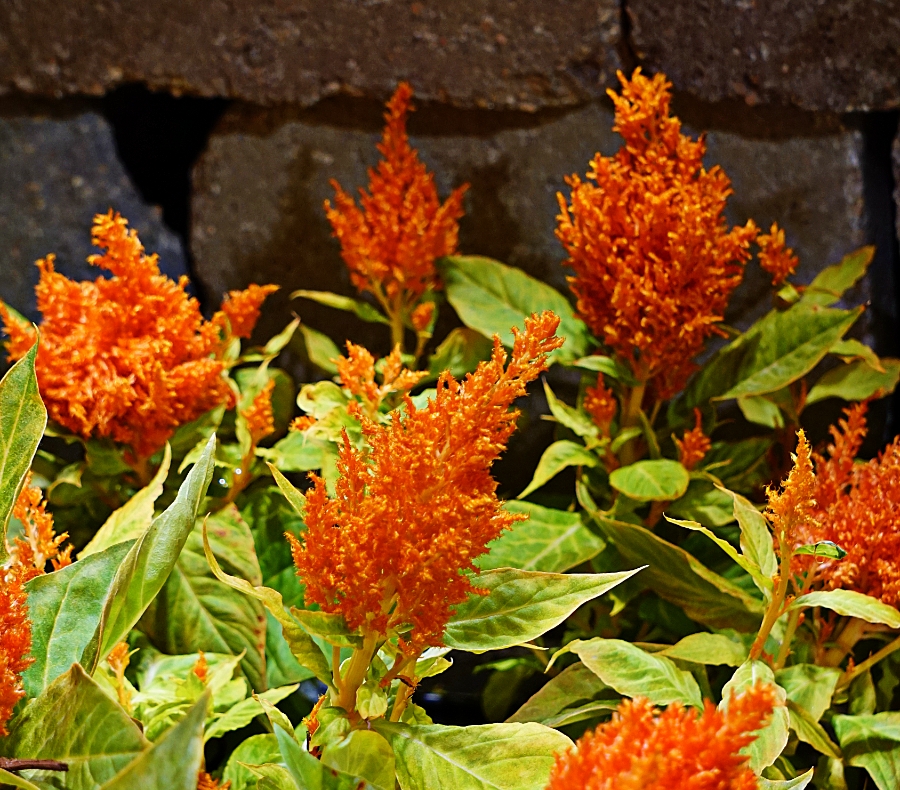 00-orange-floral-DSC04667_A900