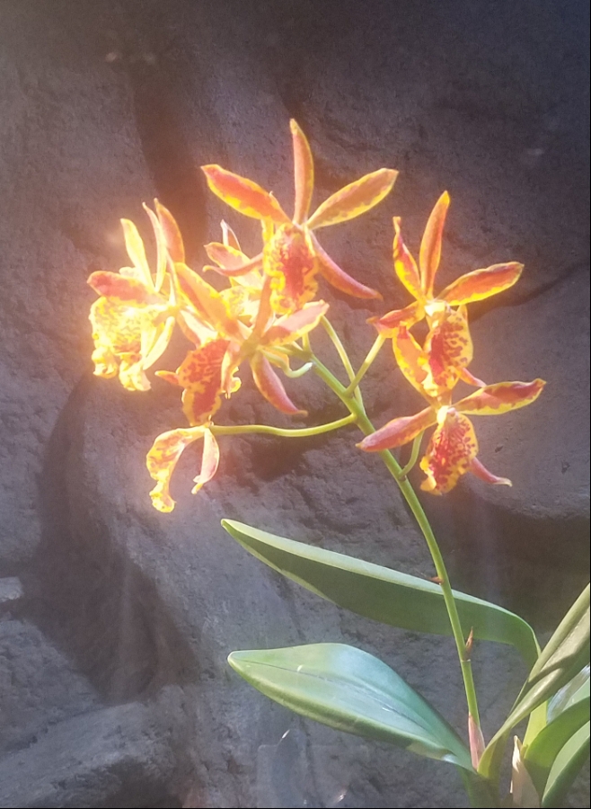 00-orchid-1A-20180130_133849_A900