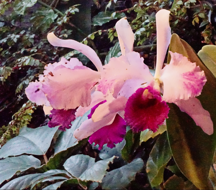 Color Your World – Carnation&nbsp;Pink