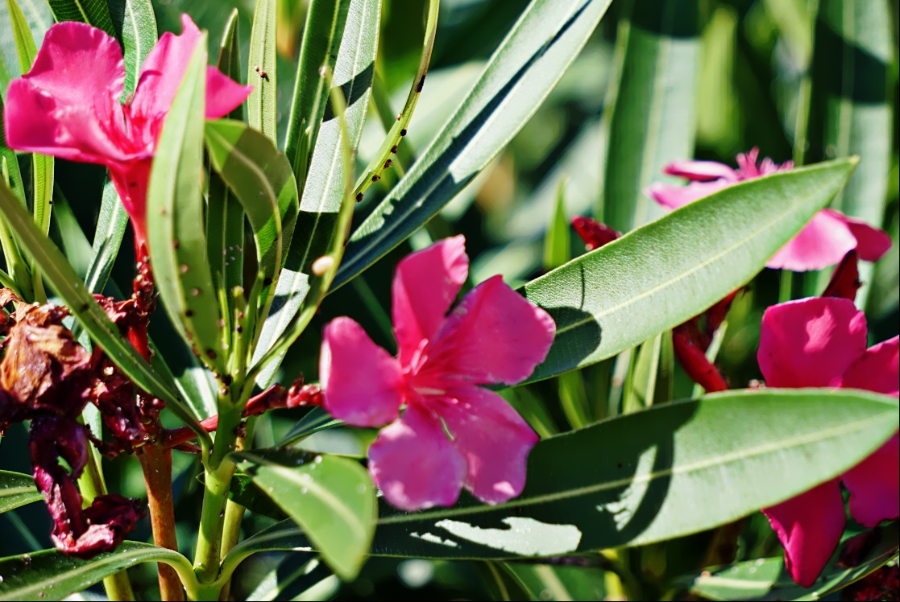 Flower of the Day- April 9,&nbsp;2018