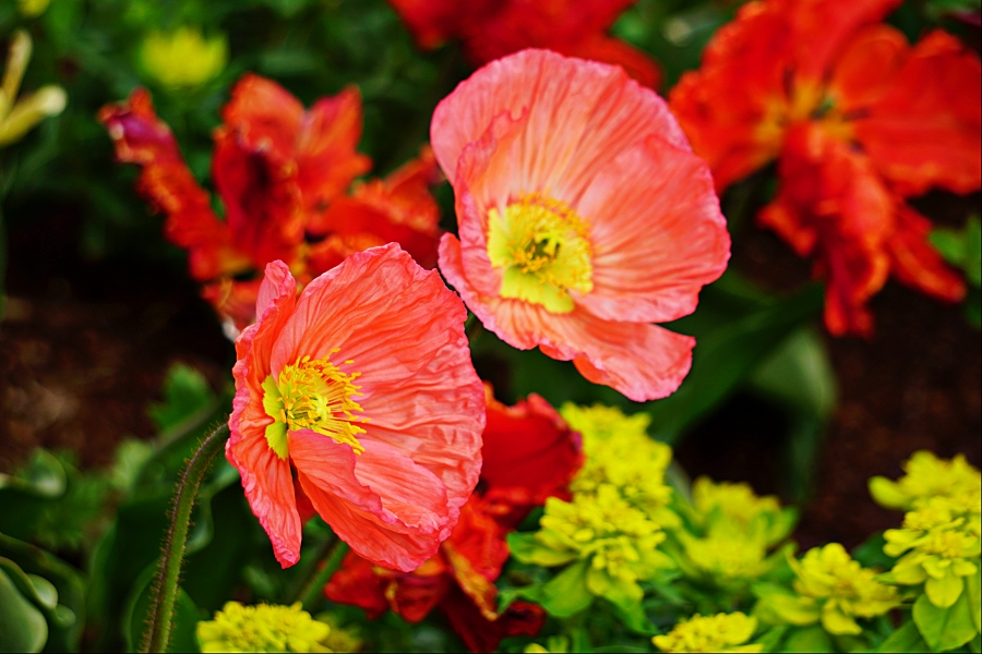 Flower of the Day – April 30, 2018 –&nbsp;Poppy