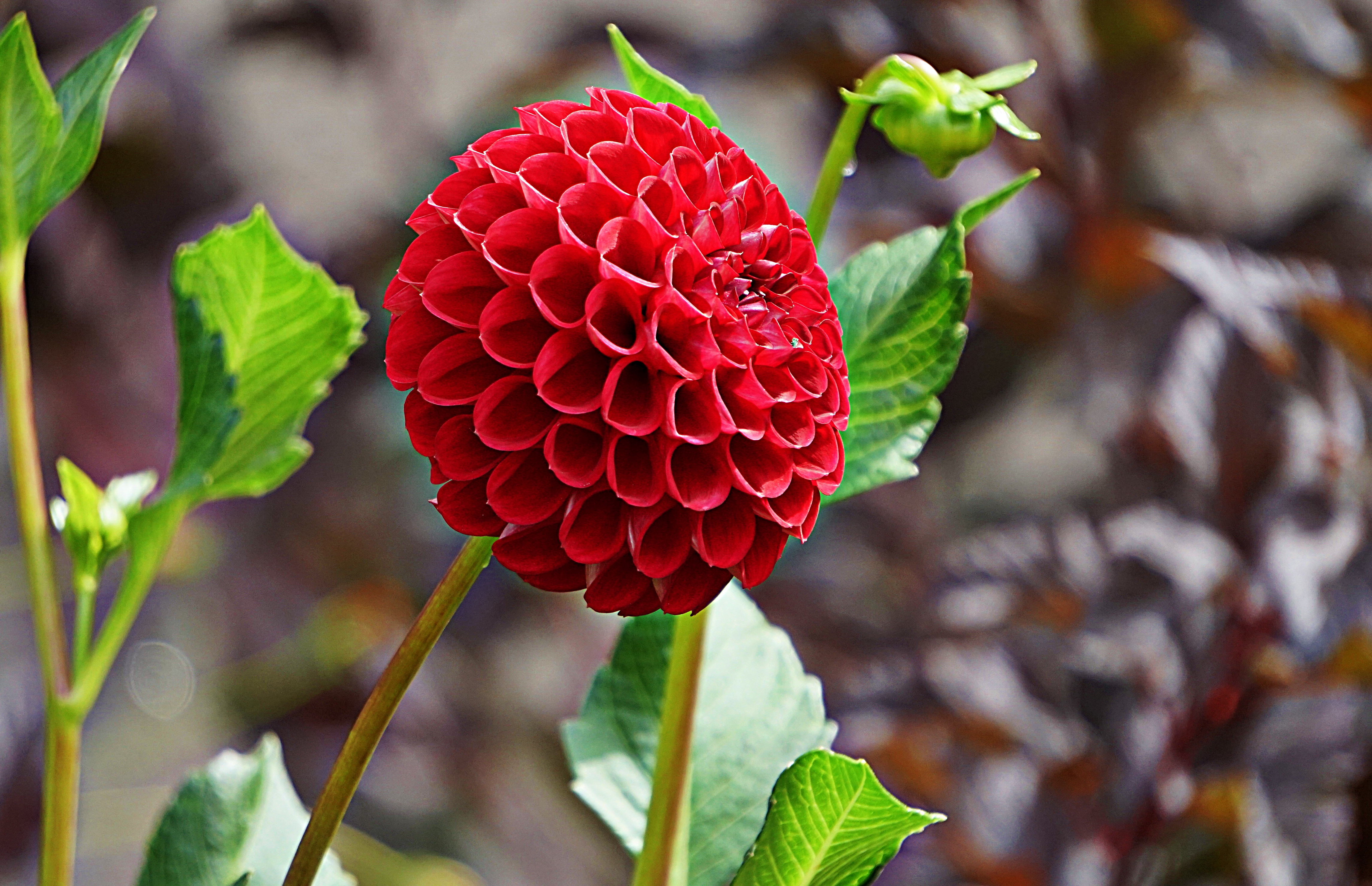 00-red-dahlia-DSC03116_A