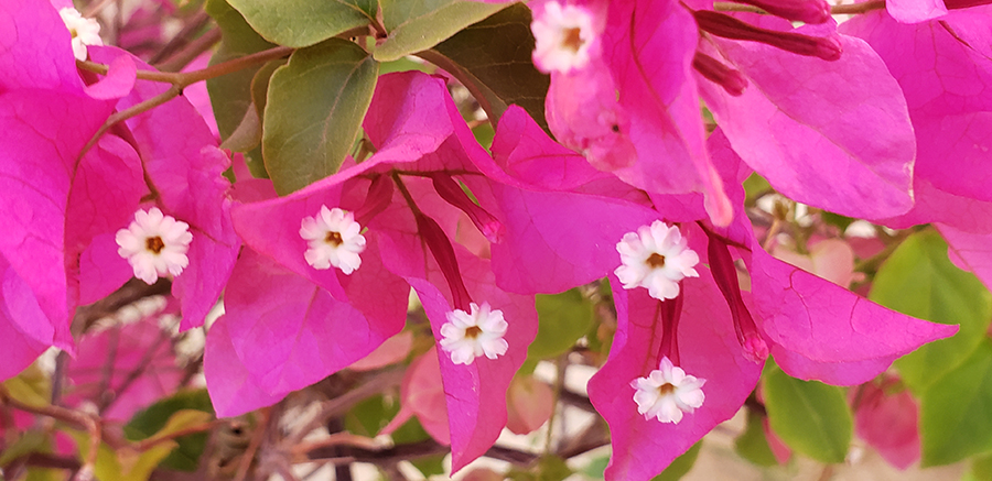 Color Your World – Violet&nbsp;Red