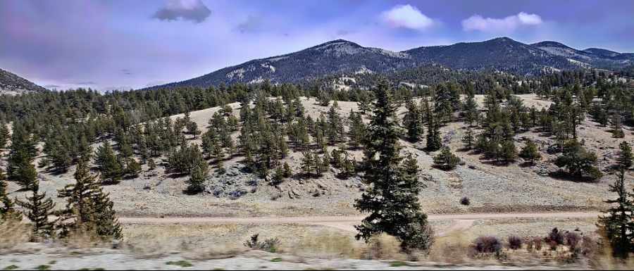 Sunday Trees –&nbsp;336