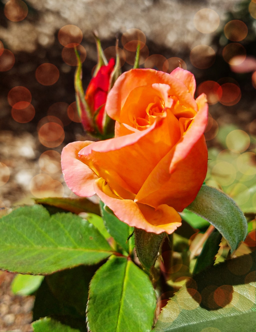 Flower of the Day – April 28, 2018&nbsp;–Rose