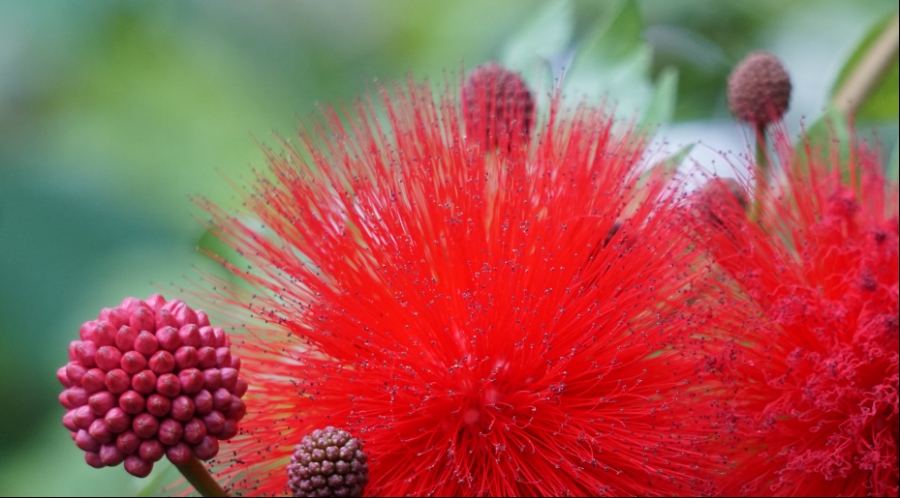 Color Your World –&nbsp;Scarlet