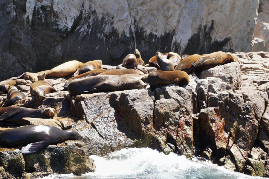 00-sealrock-DSC04935_A900