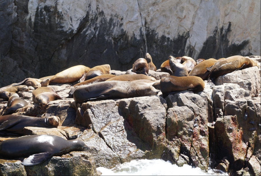 00-SealRock-DSC04935_A900