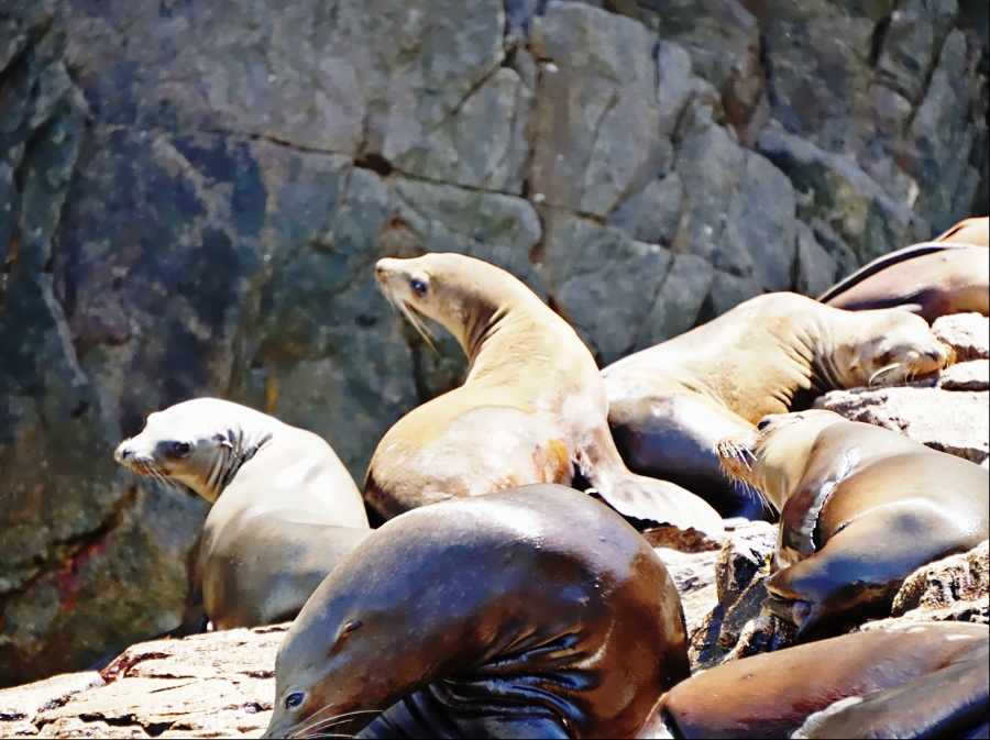 Critter Photography –&nbsp;Seals