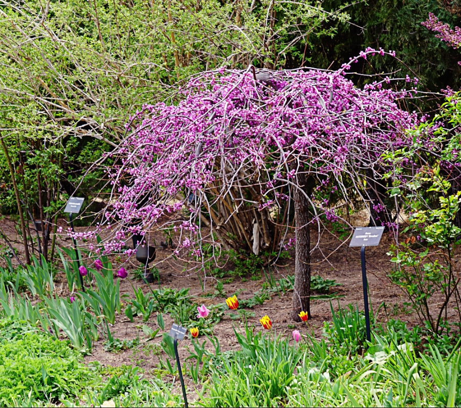 00-Spring-Tree-DSC05344_A900