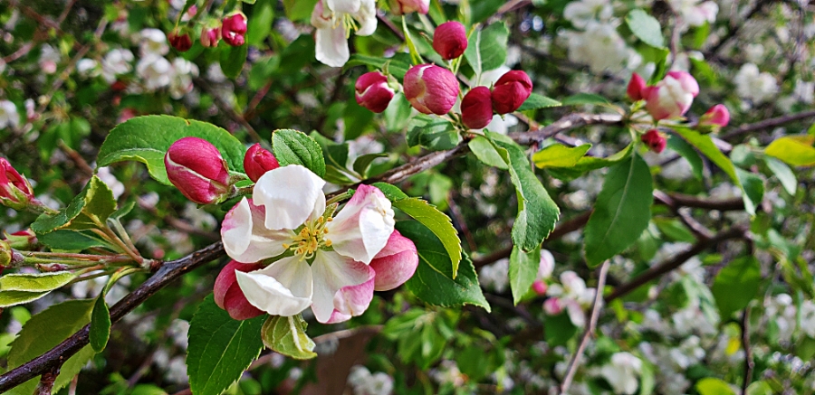 Flower of the Day – April 29, 2018 – Spring&nbsp;Blossoms