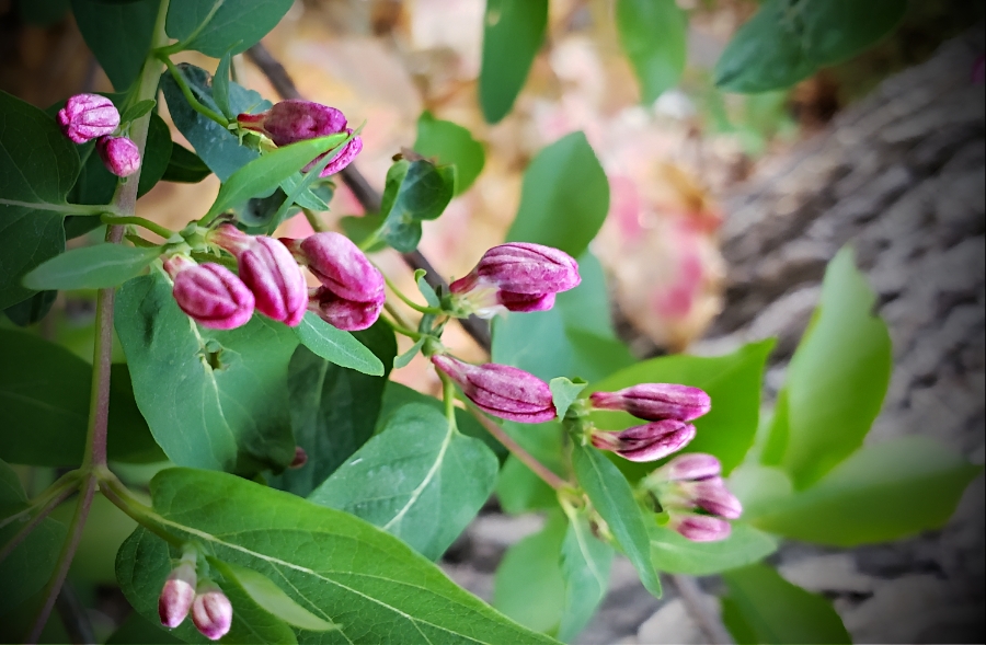 00-springbuds-20180425_173154_A900